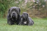 CANE CORSO 1332
